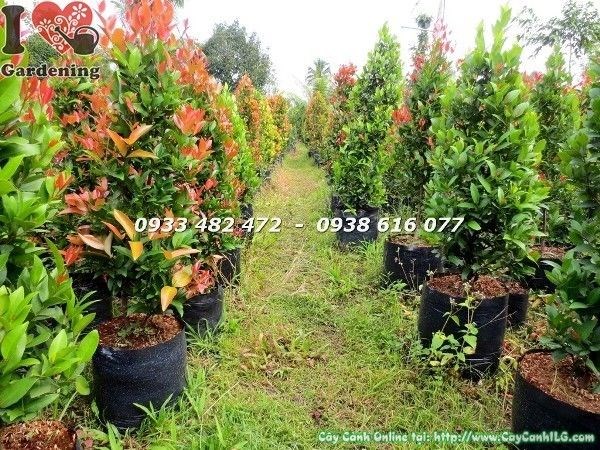 Cây Hồng Lộc Đỏ (Cao 90cm – Ms: 22793)