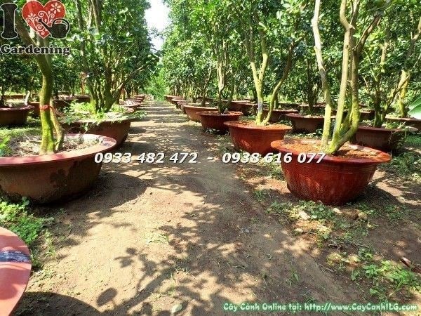 Cây Tắc Tán Tự Nhiên (Cao 1m5 – Ms: 22818)