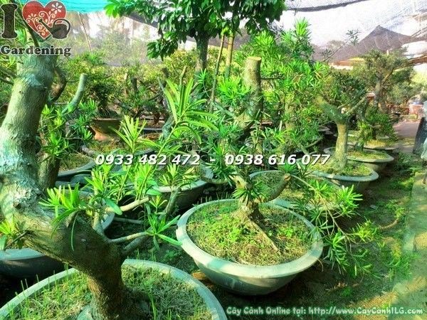 Cây Phôi Tùng La Hán Đài Loan Bonsai Gốc Đẹp (Hoành 40cm – Ms: 23414)