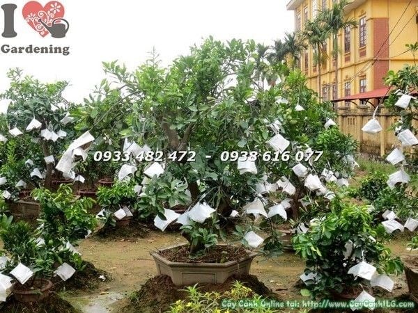 Cây Bưởi Cảnh Gốc Lớn (Cao 1.8m – Ms: 22341)