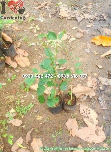 Cây Đàn Hương Đỏ Giống (Cao 50cm – Ms: 22438)