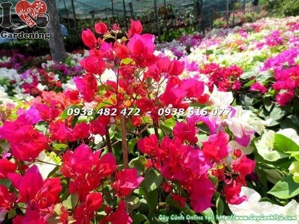 Cây Hoa Giấy Nhiều Màu (Cao 50cm – Ms:22540)