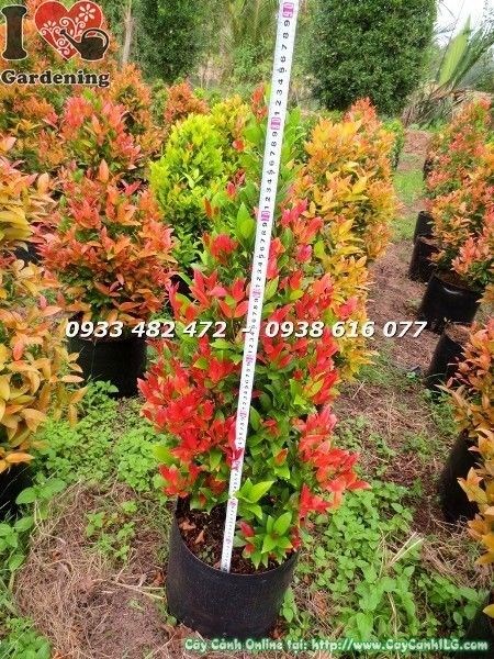Cây Hồng Lộc Cắt Tròn Đẹp (Cao 50cm – Ms: 22548)