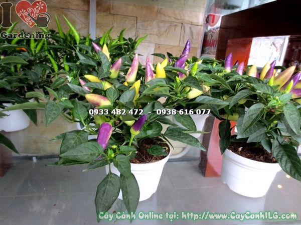 Cây Ớt Cảnh Nhiều Màu (Cao 12cm – Ms: 16374)