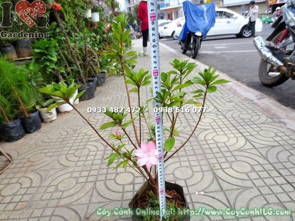 Cây Hoa Đỗ Quyên Hồng Phấn Giống (Cao 50cm – Ms: 16475)