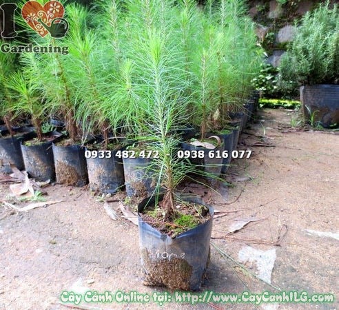 Cây Thông Caribe Mới Cho Vùng Nhiệt Đới (Cao 30cm – Ms: 14875)