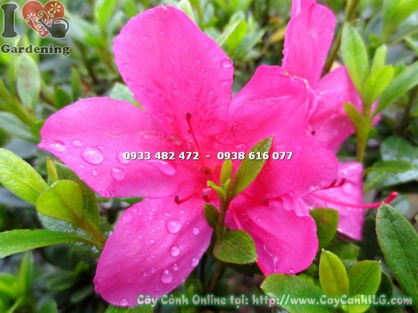 Cây Đỗ Quyên Bonsai Hoa Hồng Đậm (Cao 75cm – Ms: 13085)