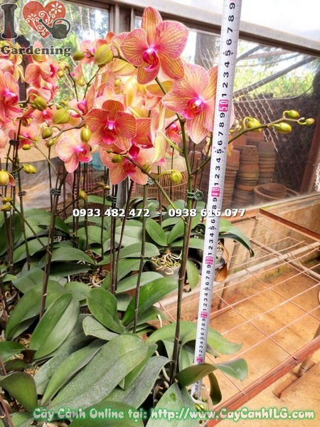 Cây Hoa Lan Hồ Điệp Màu Cam Sọc (Ms: 15060)
