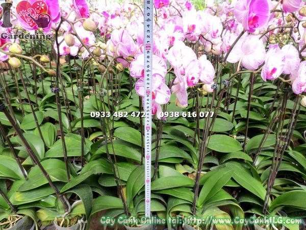Cây Lan Hồ Điệp Màu Trắng Tia Chớp Hồng (Ms: 15127)