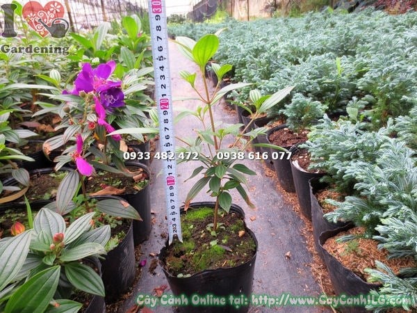 Cây Sim Thái Hoa Tím (Cao 30cm – Ms: 15191)