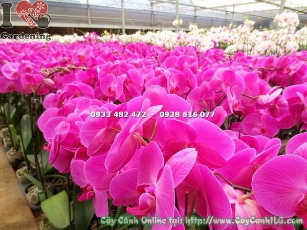 Cây Lan Hồ Điệp Màu Hồng Vân (Ms: 15187)
