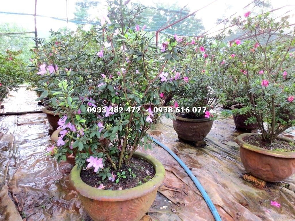 Cây Hoa Đỗ Quyên Màu Trắng Tím Bụi (Cao 90cm – ms: 12847 )
