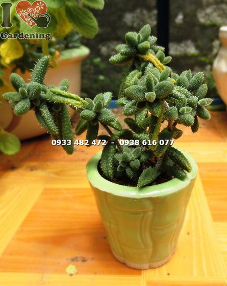 Cây Sen Đá Trái Tim Mặt Nạ Nhỏ ( Cao – Ms: 13767 )