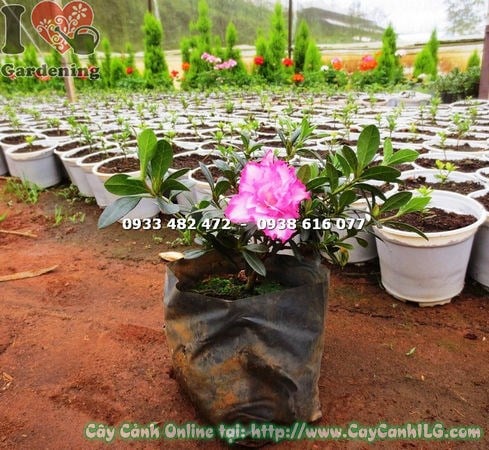 Cây Đỗ Quyên Hoa Kép Bụi Nhỏ (Cao 20cm – Ms: 16201)