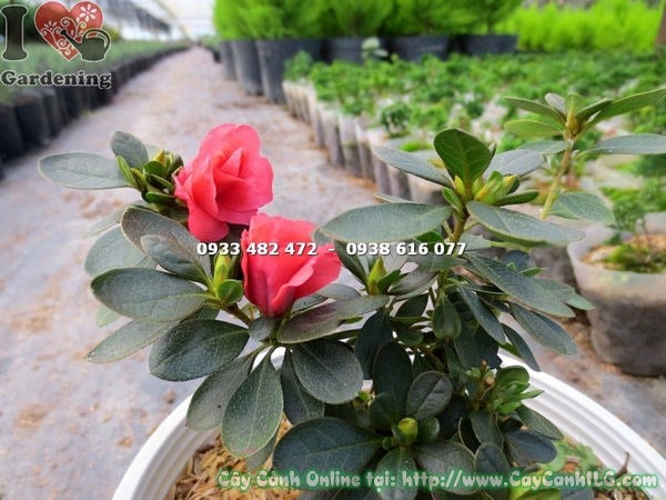 Cây Đỗ Quyên Hoa Đỏ (Cao 12cm – Ms:16326 )
