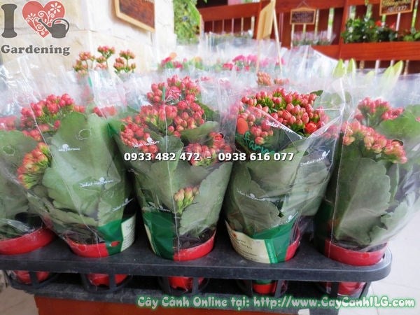 Cây Sống Đời Hoa Kép Chậu Nhỏ (Cao 15cm – Ms: 16517)