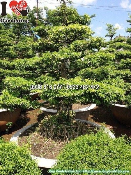 Cây Mai Chiếu Thủy Bonsai Gốc Đẹp, Tán Rộng (Cao 1m2 – Ms: 24948)