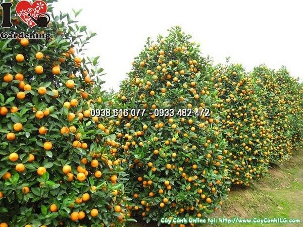 Cung Cấp Cây Hoa Cảnh Bán Tết