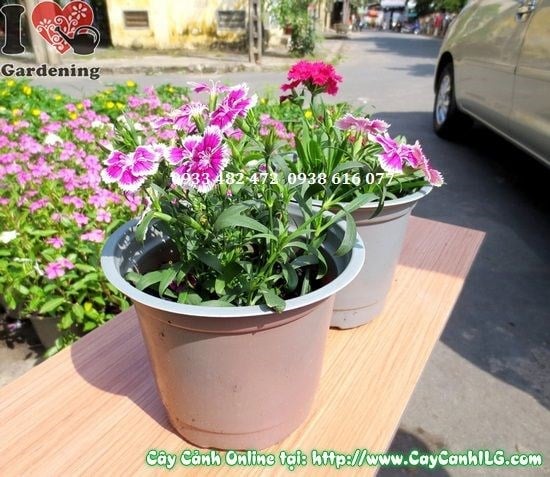 Cây Hoa Cẩm Chướng (Cao 10cm – Ms: 02774)