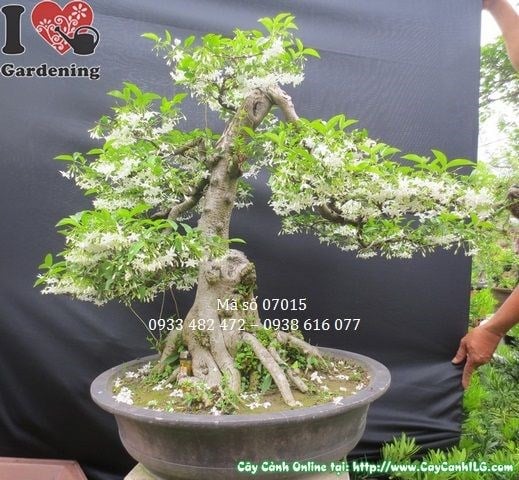 Cây Mai Chiếu Thủy Bonsai Đẹp (Cao 70cm, hoành 46cm, Ms: 07015)