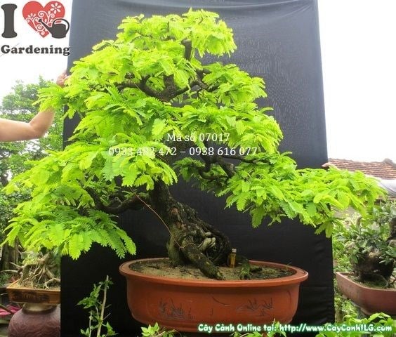Cây Me Bonsai Già Dáng Đẹp (Cao 1m, hoành 41cm, Ms: 07017)