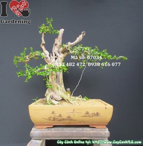 Cây Sam Bonsai Nhật Bản Già Đẹp (Cao 58cm, hoành 35cm, Ms: 07034)