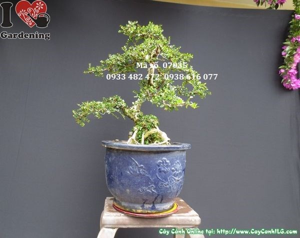 Cây Sam Núi Trái Bonsai Gốc U Lớn ( Cao 58cm, hoành 35cm – Ms: 07035)