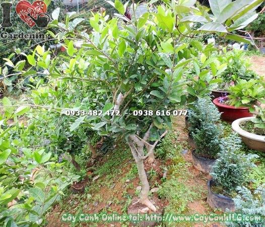 Cây Mai Xanh (Cao 110cm – Ms: 15361)