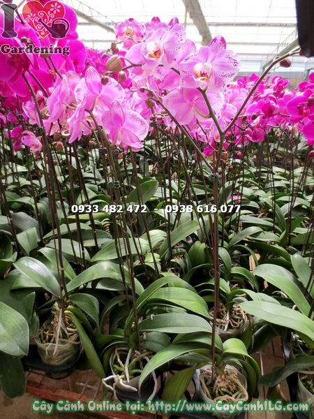 Phong Lan Hồ Điệp Hoa Màu Hồng Đột Biến (Ms: 15337)