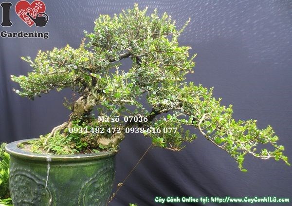 Cây Sam Trái Bonsai Dáng Bay Đẹp (Cao 45cm, hoành 36cm, Ms: 07036)