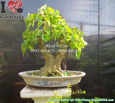 Cây Bồ Đề Bonsai (Cao 67cm, hoành 41cm – Ms: 07258)