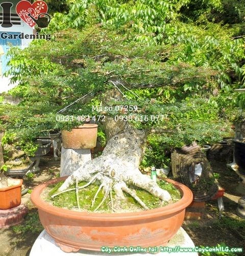 Cây Cần Thăng Bonsai Gốc Lớn Đẹp (Cao 70cm, hoành 52cm – Ms: 07259)