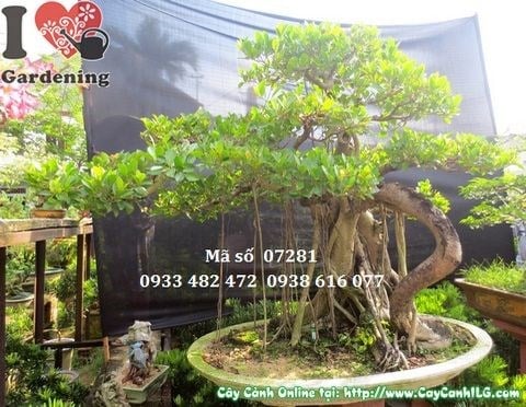Cây Gừa Núi Bonsai Già (Cao 128cm – Ms: 07281)