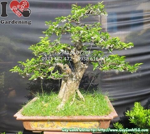 Cây Mai Chiếu Thủy Bonsai Già (Cao 90cm, hoành 58cm – Ms: 07282)