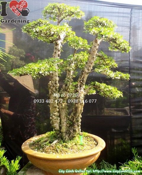 Cây Mai Chiếu Thủy Lá Nhỏ Bonsai Già (Cao 105cm, hoành 43cm – Ms: 07280)