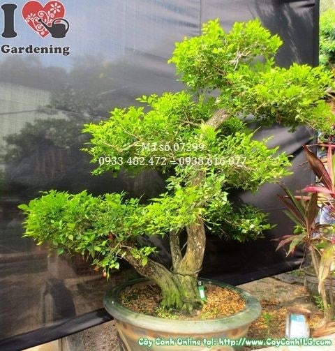 Cây Nguyệt Quế Bonsai Đẹp (Cao 135cm – Ms: 07298)