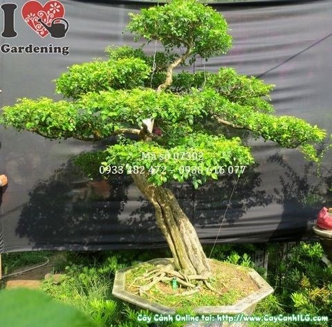 Cây Nguyệt Quế Bonsai Già Đẹp (Cao 175cm, hoành 52cm – Ms: 07302)