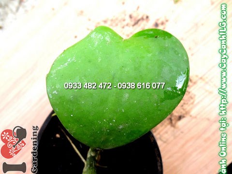 Cây Cẩm Cù Lá Tim (Cao 5cm – Ms:12185)