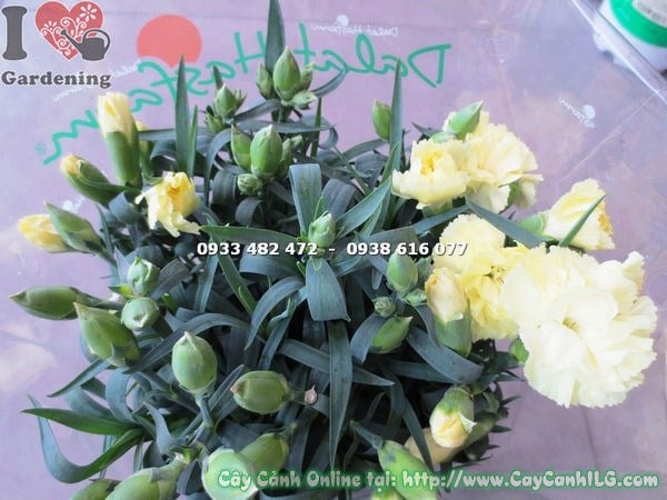 Cây Hoa Cẩm Chướng Màu Vàng Nhạt (Cao 20cm – Ms: 16574)