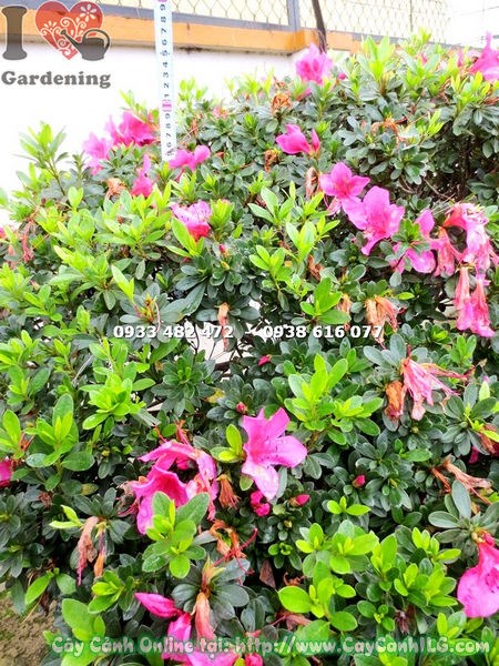 Cây Đỗ Quyên Bonsai Đẹp (Cao 80cm – Ms: 16584 )