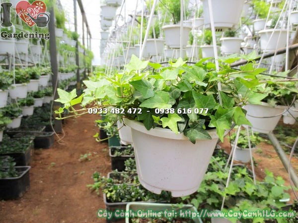 Cây Thường Xuân Chậu Treo (Cao – Ms: 14576)