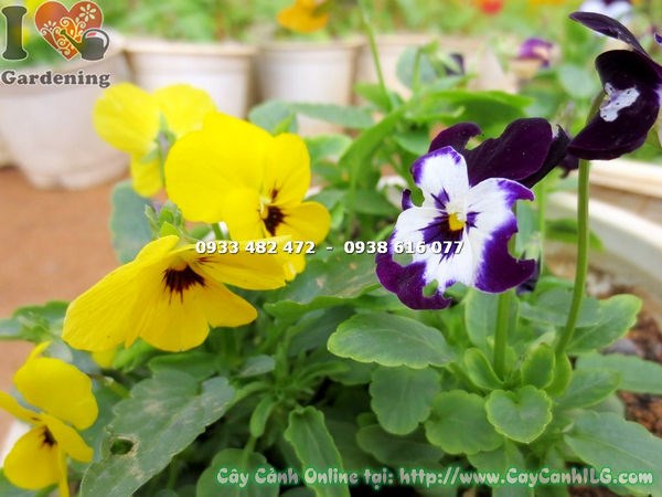 Cây Hoa Bướm (Cao 15cm – Ms:14580 )