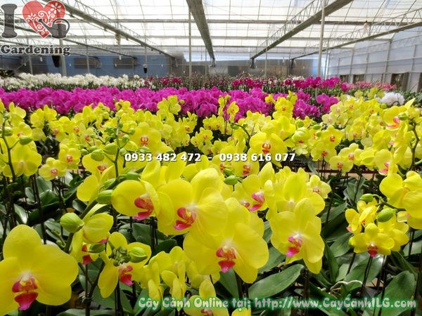 Cây Lan Hồ Điệp Hoa Vàng (Cao – Ms: 15360)