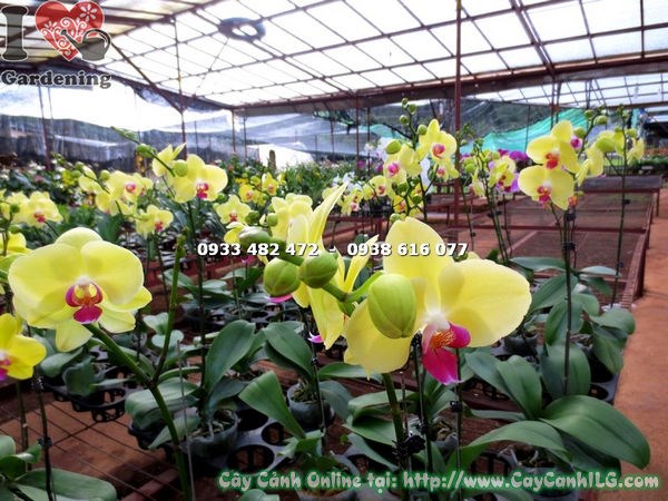 Cây Phong Lan Hồ Điệp Hoa Vàng Nhụy Đỏ (Ms: 14735)