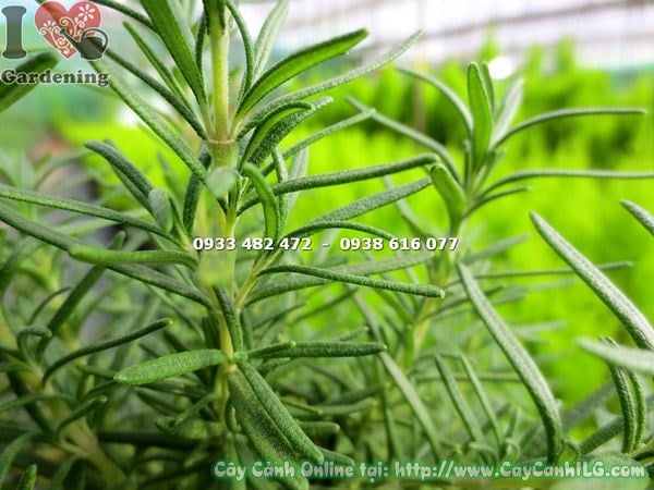 Cây Hương Thảo Bụi (Cao 35cm – Ms: 13287)