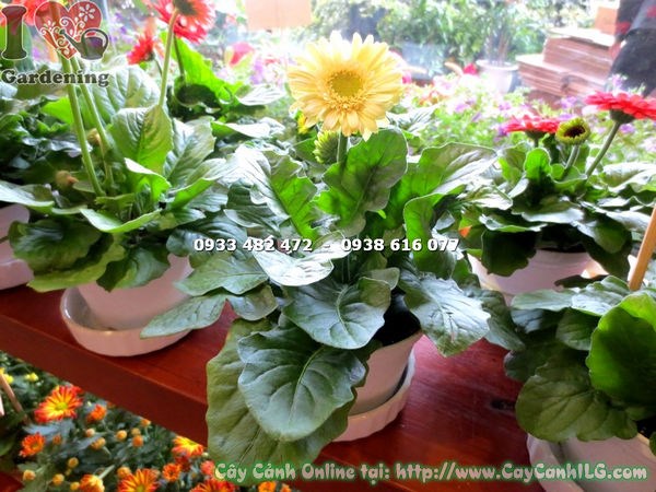 Cây Hoa Đồng Tiền Màu Vàng Mini (Ms:15483 )