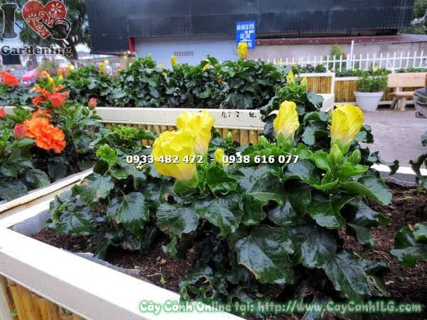 Cây Hoa Râm Bụt Thái Màu Vàng (Cao 20cm – Ms: 15528 )