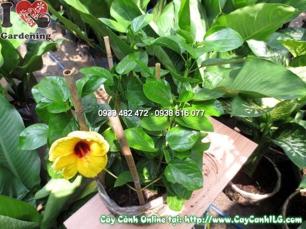 Cây Dâm Bụt Mỹ (Cao 35cm – Ms: 11786)