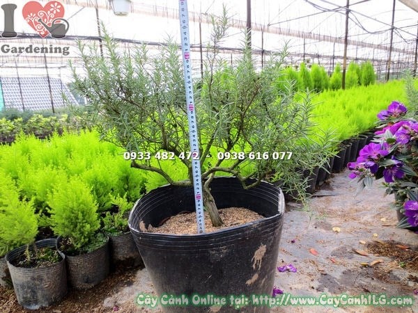 Cây Hương Thảo Gốc Bonsai (Cao 45cm – Ms: 13308)
