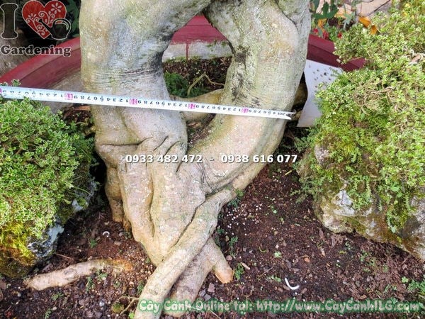 Cây Mai Xanh Bonsai (Cao 1m7 – Ms: 13320 )